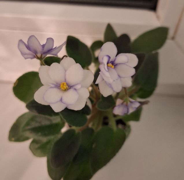  - Rob s Loose Noodle