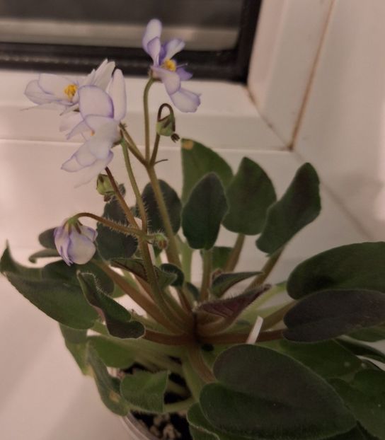  - Rob s Loose Noodle