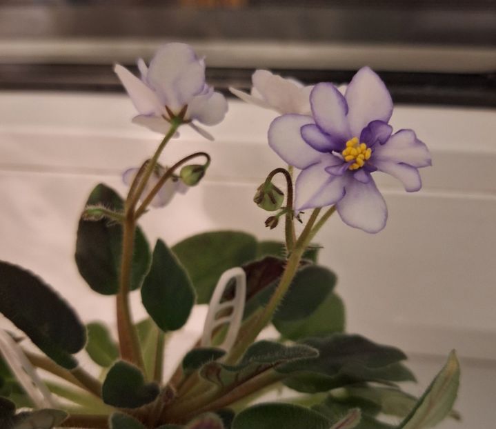  - Rob s Loose Noodle