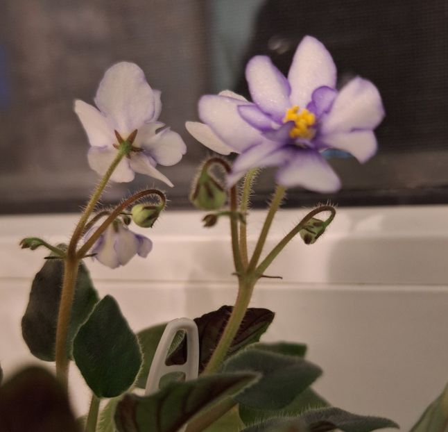  - Rob s Loose Noodle