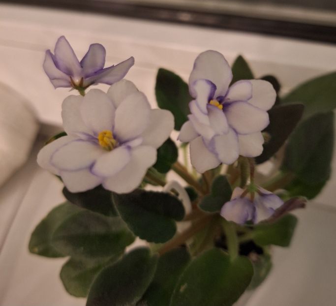  - Rob s Loose Noodle