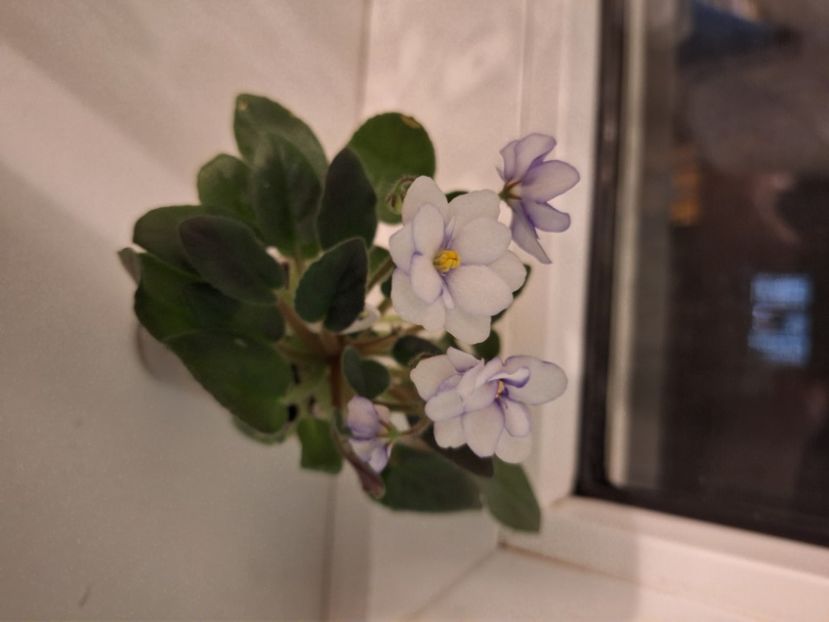  - Rob s Loose Noodle