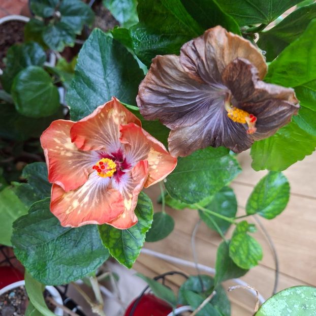 21.12.2025 - HIBISCUSI 2025-6