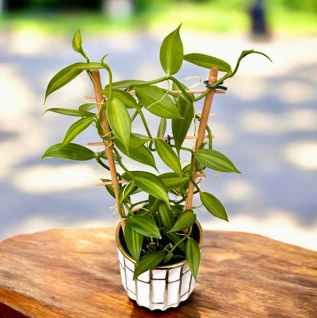  - Doresc sa cumpar Orhidee de Vanilie