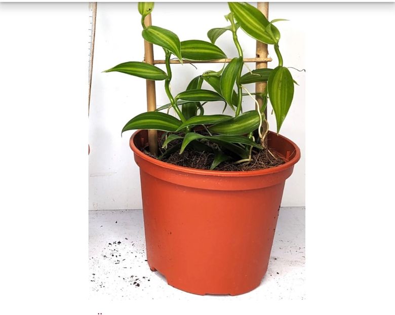  - Doresc sa cumpar Orhidee de Vanilie