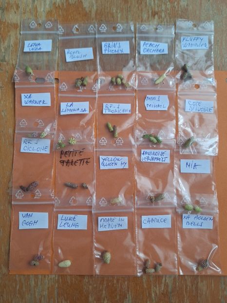  - Pachet 20 varietati 200 lei