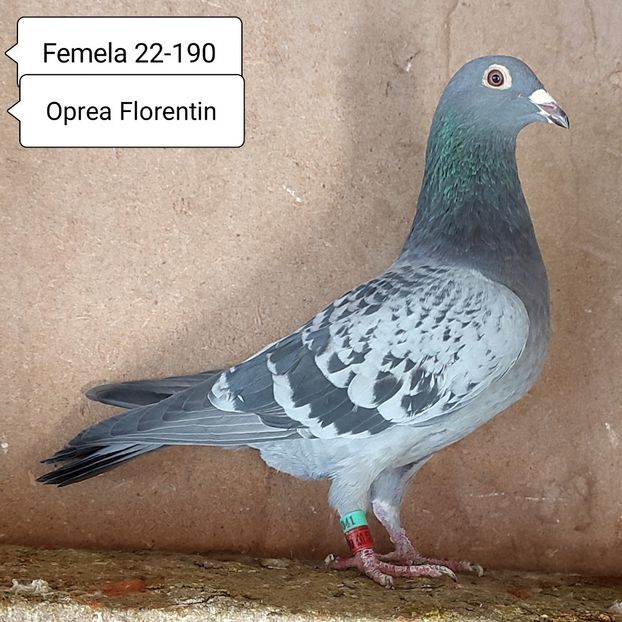 Femela 22-190 - Stropit