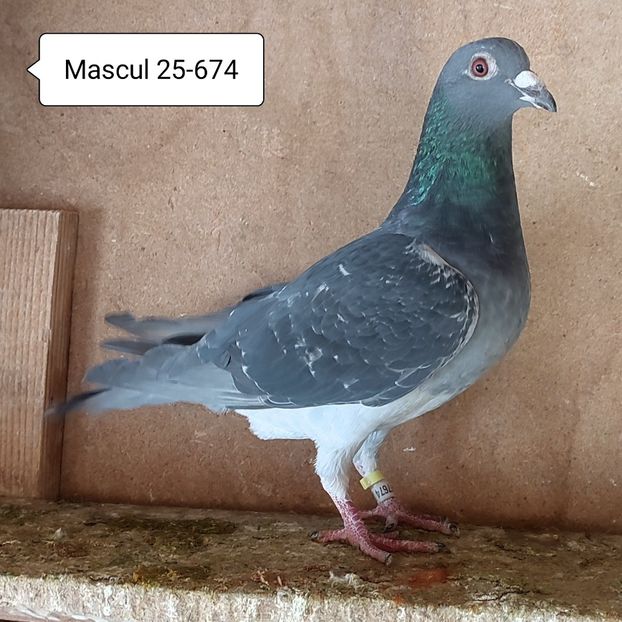 Mascul 25-674....-10 lei - Guti