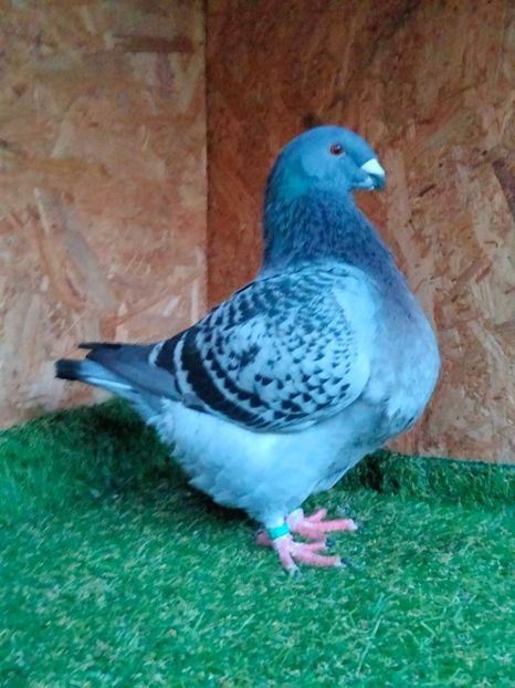 IMG20251221160257 - FEMELE MATCĂ PENTRU 2026