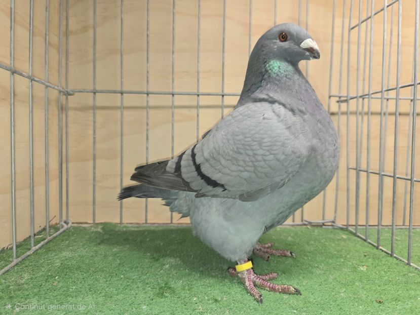 FEMELĂ 2025 - 13374 - REZERVE AGH 2026