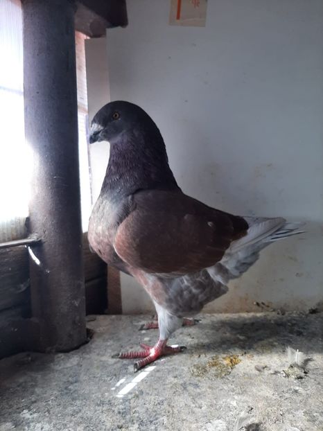 IMG-20251222-WA0063 - Tineri 2025