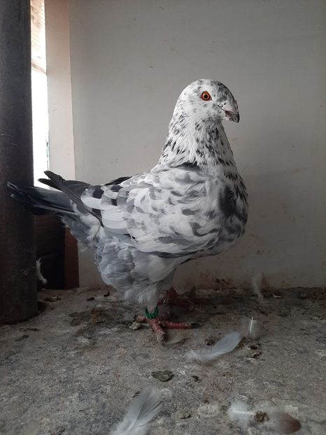 IMG-20251027-WA0001 - Tineri 2025