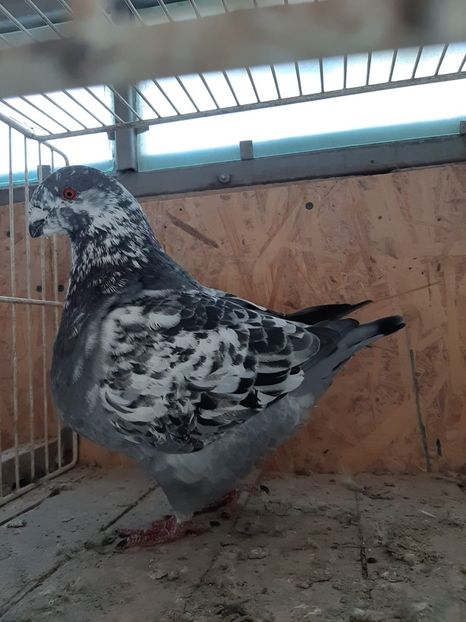 IMG-20251222-WA0059 - Tineri 2025