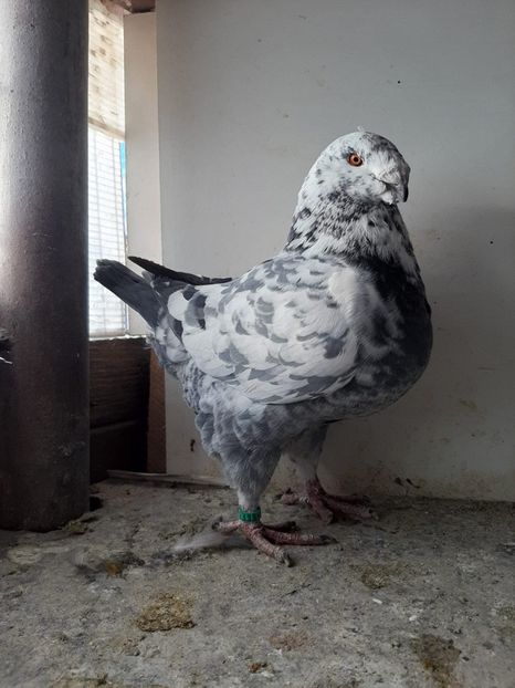 IMG-20251027-WA0000 - Tineri 2025