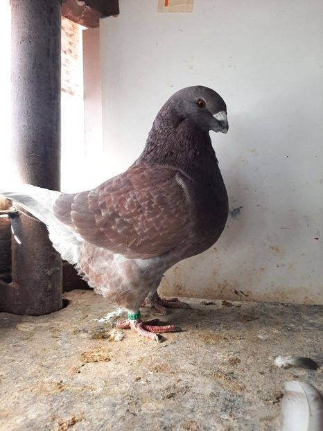 IMG-20251222-WA0054 - Tineri 2025