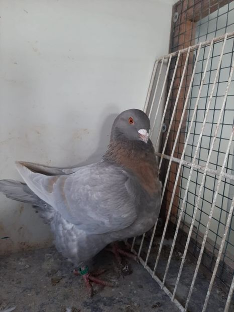 IMG-20251222-WA0048(1) - Tineri 2025