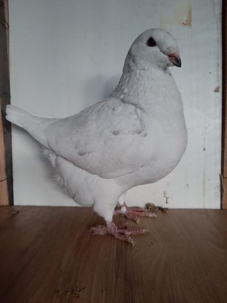 IMG-20251222-WA0046(1) - Tineri 2025