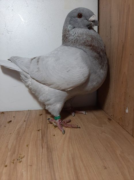 IMG-20251222-WA0045(1) - Tineri 2025