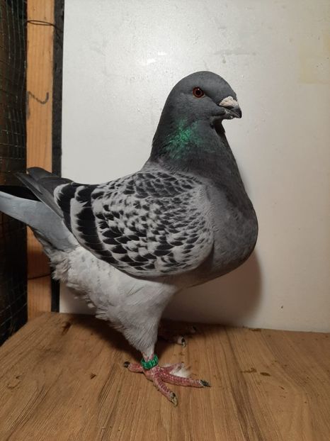 IMG-20251222-WA0044(1) - Tineri 2025