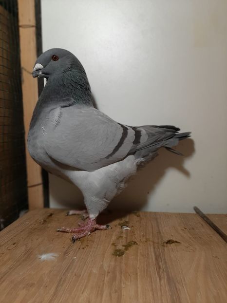 IMG-20251222-WA0042(1) - Tineri 2025