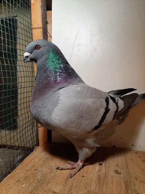 IMG-20251222-WA0036 - Tineri 2025