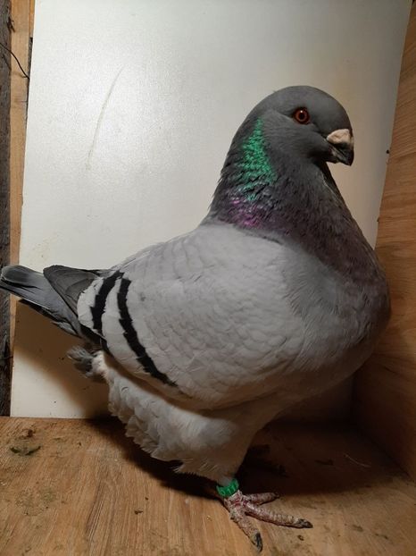 IMG-20251222-WA0035 - Tineri 2025