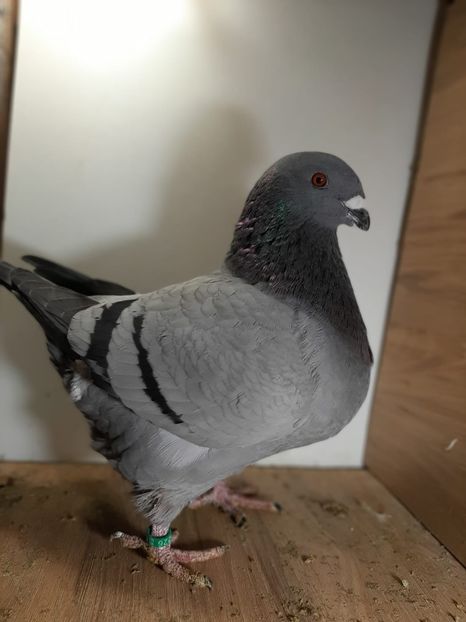 IMG-20251222-WA0033 - Tineri 2025