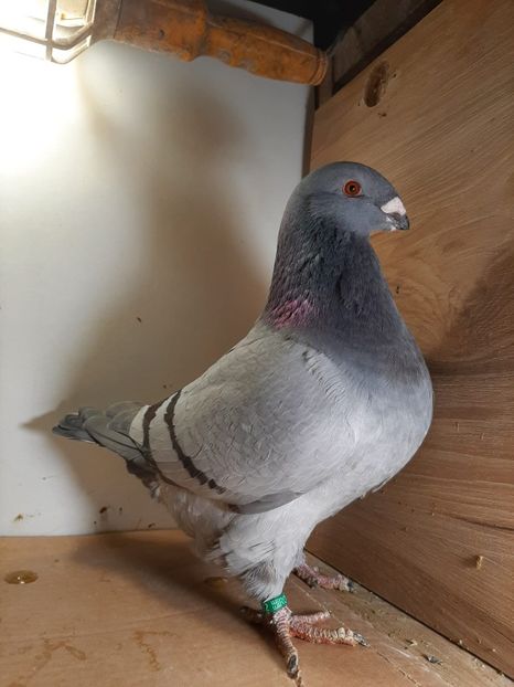 IMG-20251222-WA0032 - Tineri 2025