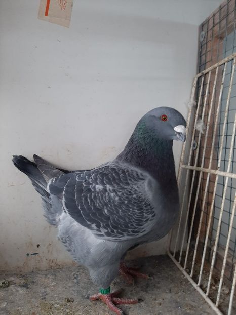 IMG-20251222-WA0024 - Tineri 2025