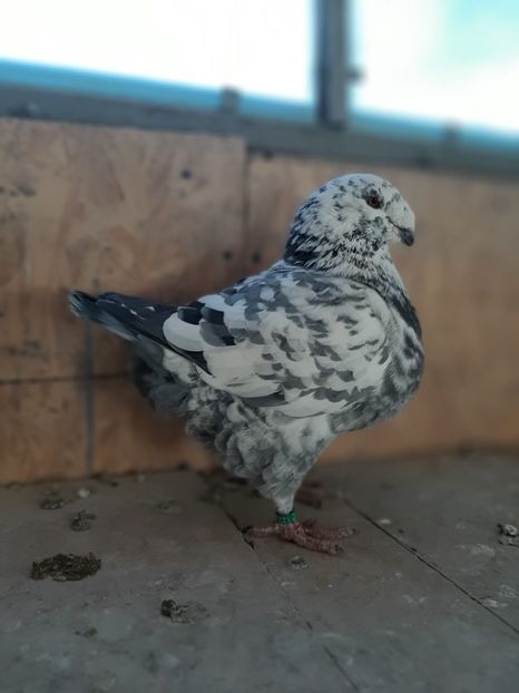 IMG-20251222-WA0022 - Tineri 2025