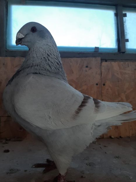 IMG-20251222-WA0012 - Tineri 2025