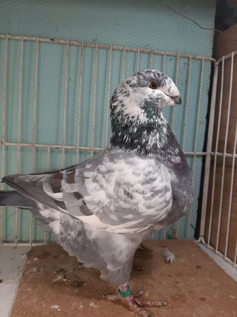 IMG-20251222-WA0010 - Tineri 2025