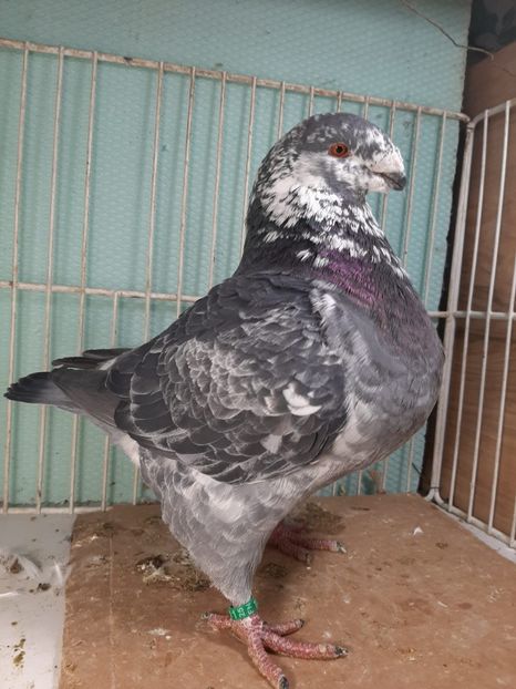 IMG-20251222-WA0009 - Tineri 2025