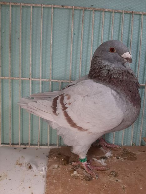 IMG-20251222-WA0008 - Tineri 2025