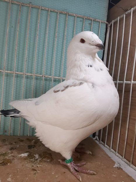 IMG-20251222-WA0006 - Tineri 2025