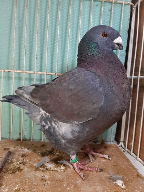 IMG-20251222-WA0004 - Tineri 2025