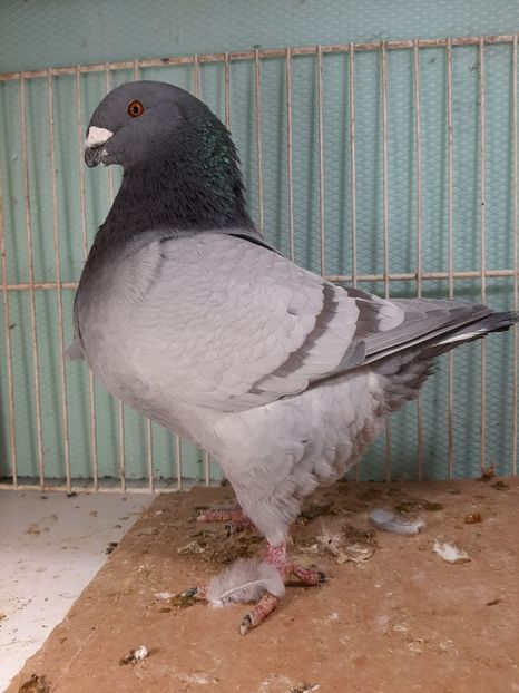 IMG-20251222-WA0003 - Tineri 2025