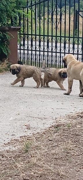  - kangal rufus