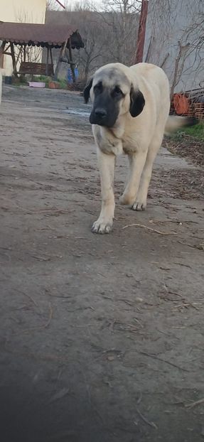 WhatsApp Image 2025-12-23 at 11.24.54 - kangal rufus