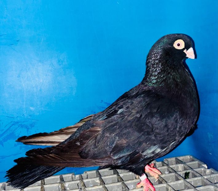 12209  femelă  2021 - Jucători de Galați