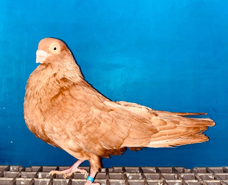 mascul  2018 - Jucători de Galați