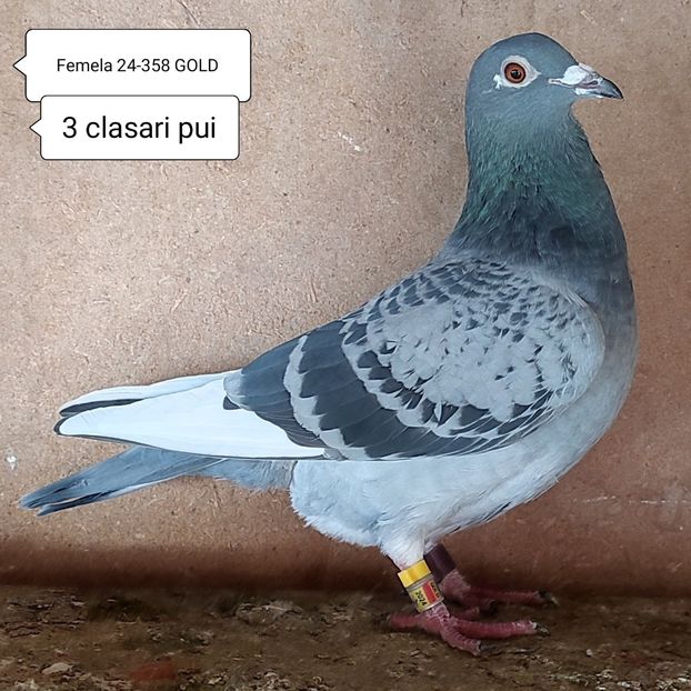 Femela 24-358 GOLD - Stropit list