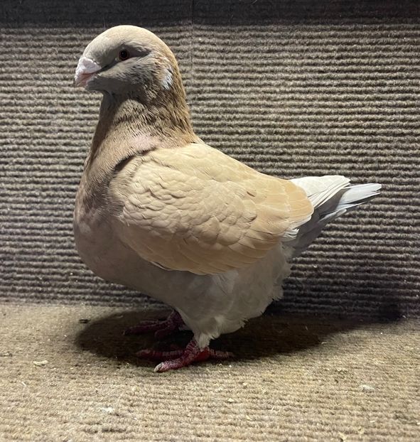  - Porumbei Vânduți