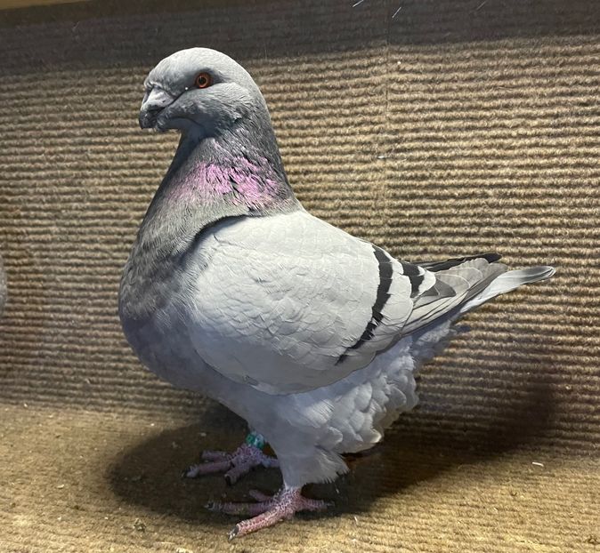  - Porumbei Vânduți