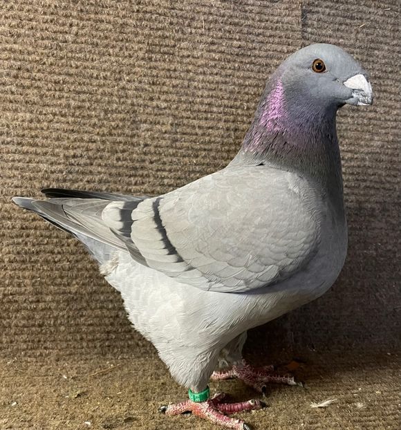  - Porumbei Vânduți