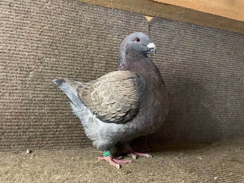  - Porumbei Vânduți