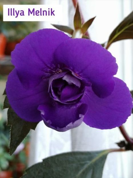 Illya Melnik - Illya Melnik