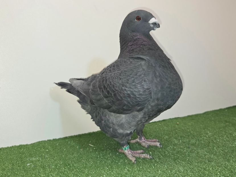 FEMELĂ  2025 - 27241 - REZERVE AGH 2026