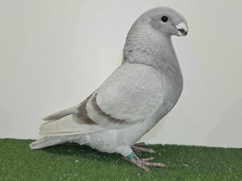 ?? 2025 - 436 - REZERVE ASR 2026