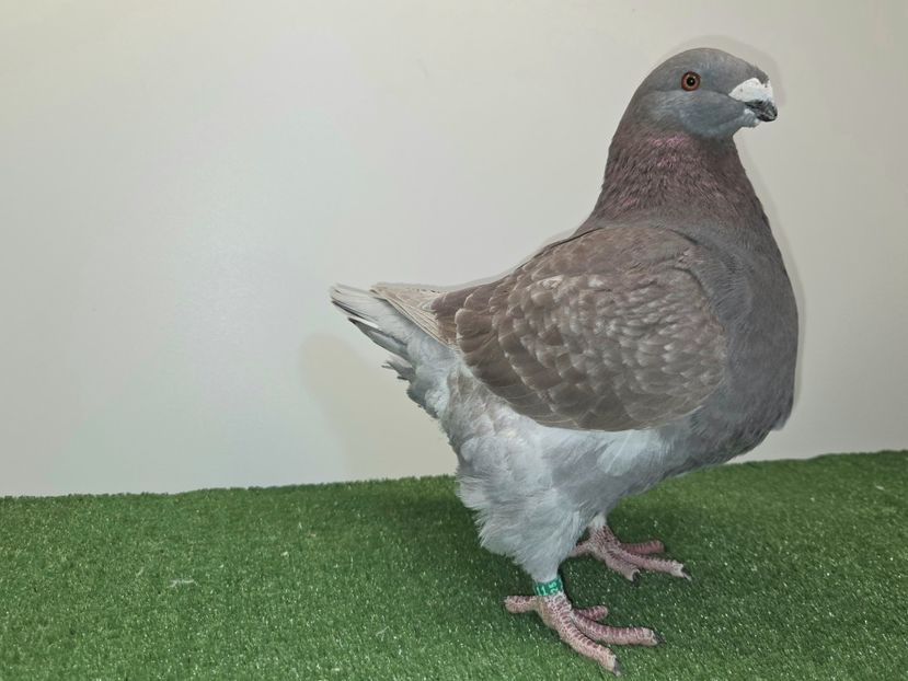 MASCUL 2025 - 27245 - VÂNDUT FEHER DANIEL - AGH VÂNDUȚI 2026